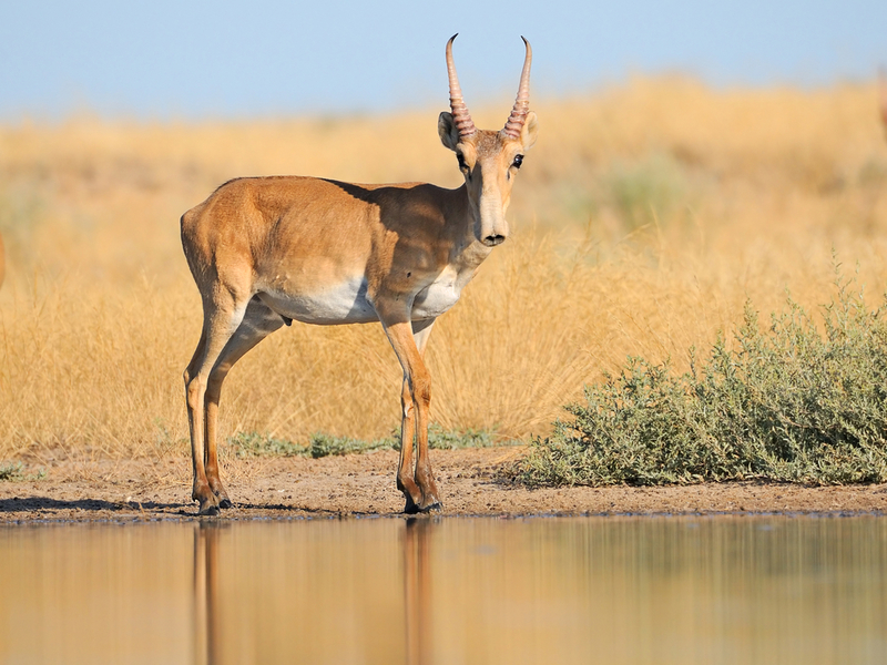 Saiga Antelope | Victor Tyakht/Shutterstock