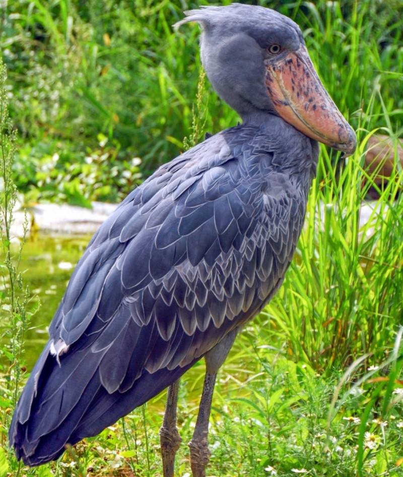 Shoebill | Marek Rybar/Shutterstock