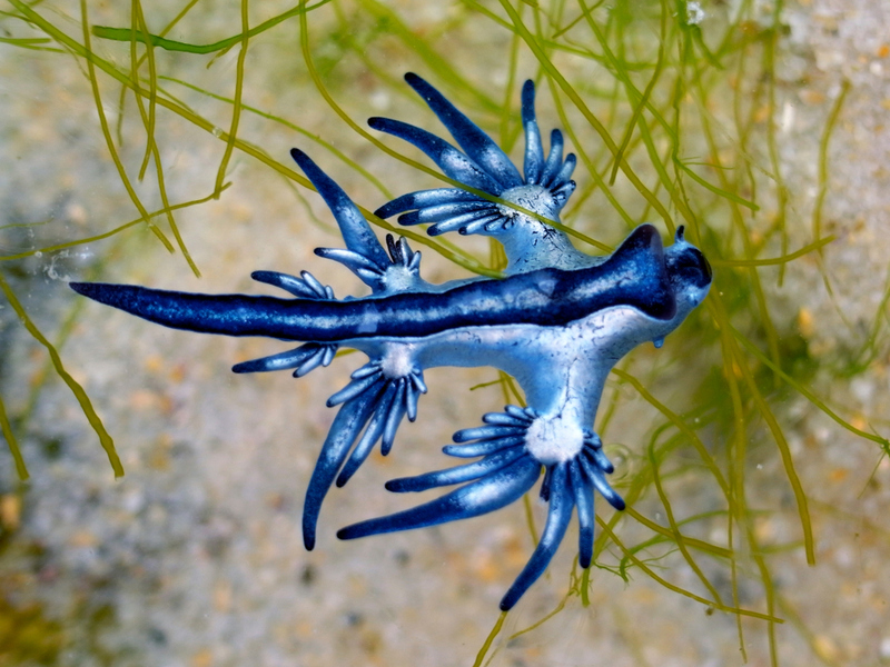 Blue Dragon (Glaucus Atlanticus) | Sahara Frost/Shutterstock