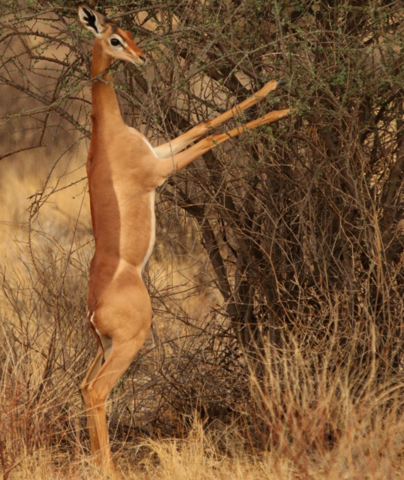 The Gerenuk | Alamy Stock Photo by blickwinkel/Meyers