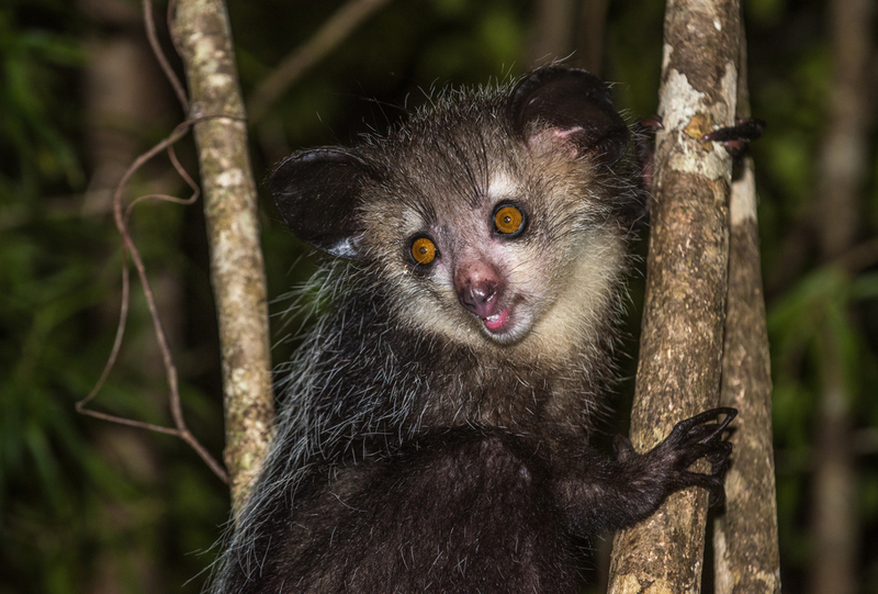 Aye-aye | javarman/Shutterstock