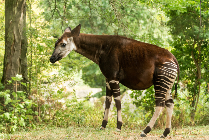 Okapi | Jiri Hrebicek/Shutterstock