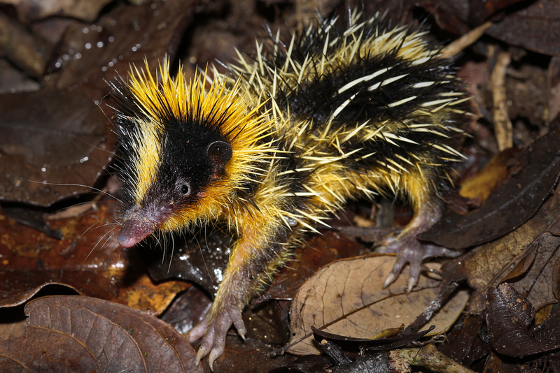 Lowland Streaked Tenrec | Ryan M. Bolton/Shutterstock