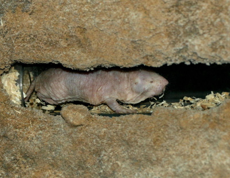 Naked Mole-Rat | Alamy Stock Photo by Ger Bosma