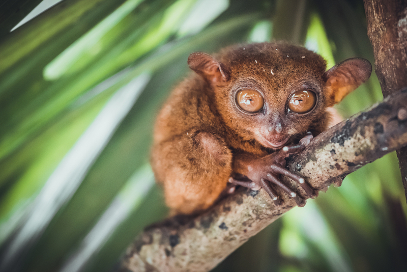 Tarsier | Goinyk Production/Shutterstock