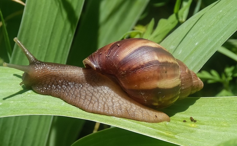 Achatina Fulica | r_silver/Shutterstock