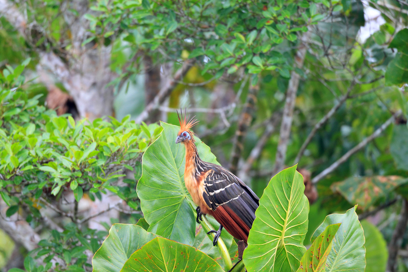 Hoatzin | feathercollector/Shutterstock