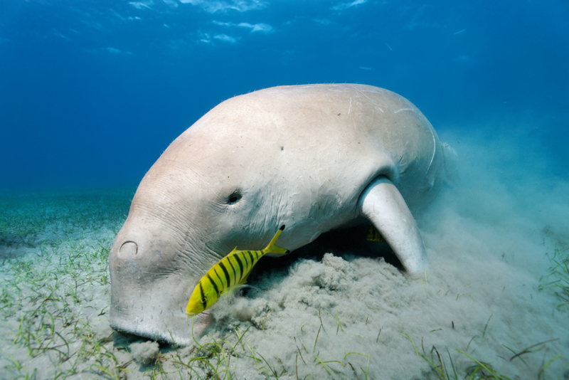 Dugong | Alamy Stock Photo by Norbert Probst/imageBROKER.com GmbH & Co. KG