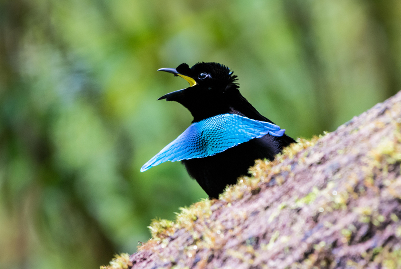 Vogelkop Superb Bird-of-Paradise | Alamy Stock Photo by Corbin17