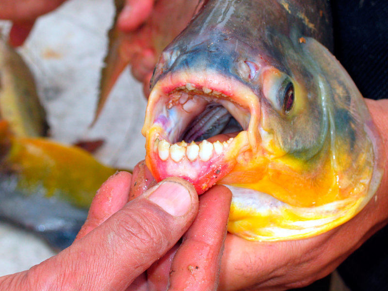 Pacu Fish | Alamy Stock Photo by Pedro Luz Cunha 