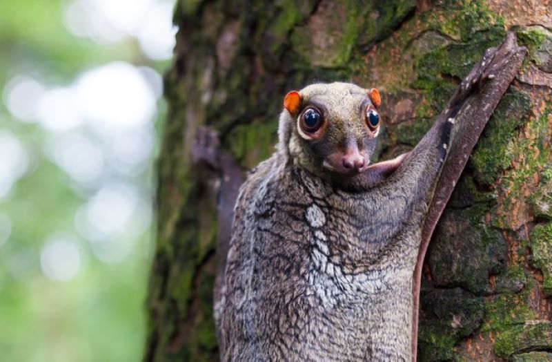 Sunda Colugo | Joshua Davenport/Shutterstock