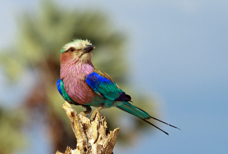 Lilac-Breasted Roller | paula french/Shutterstock