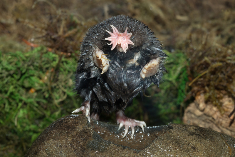 Star-Nosed Mole | Agnieszka Bacal/Shutterstock