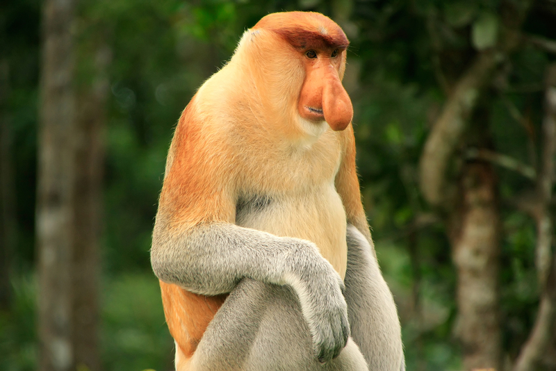 Proboscis Monkey | Don Mammoser/Shutterstock