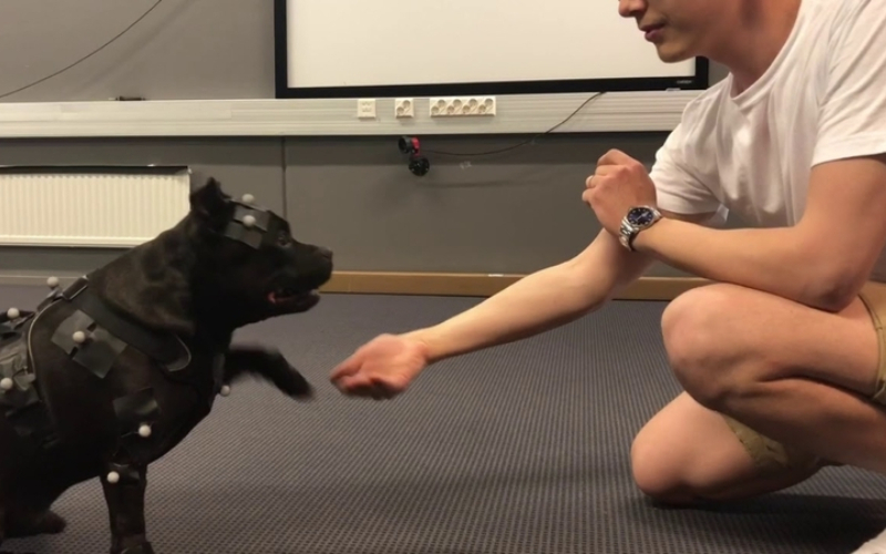 This Staffordshire Bull Terrier Helps Video-Game Animators | Twitter/@remedygames