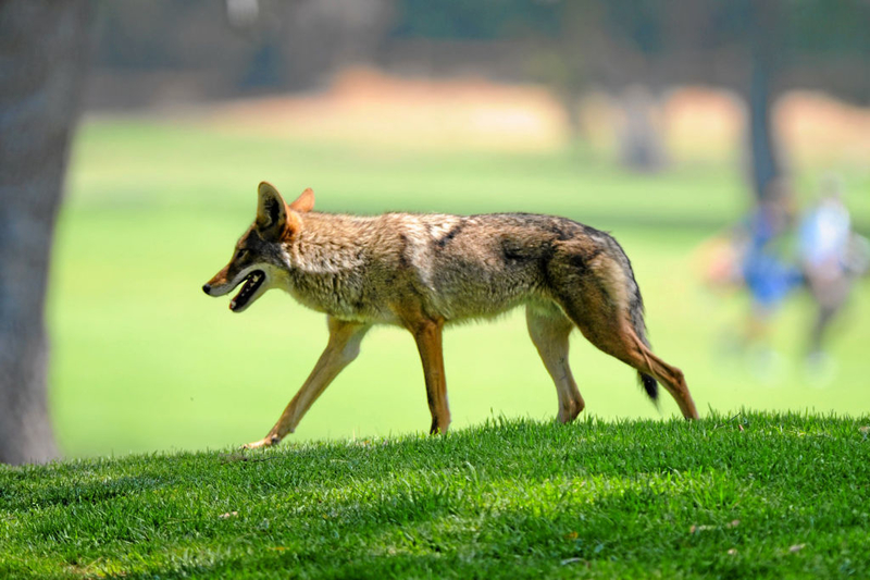 ¿Coyote Ugly en Los Ángeles? | Getty Images Photo by Michael Owen Baker/Digital First Media/Los Angeles Daily News  