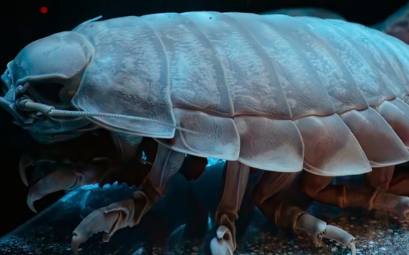 Isópodo gigante | Shutterstock