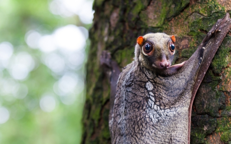 Sunda Colugo | Shutterstock