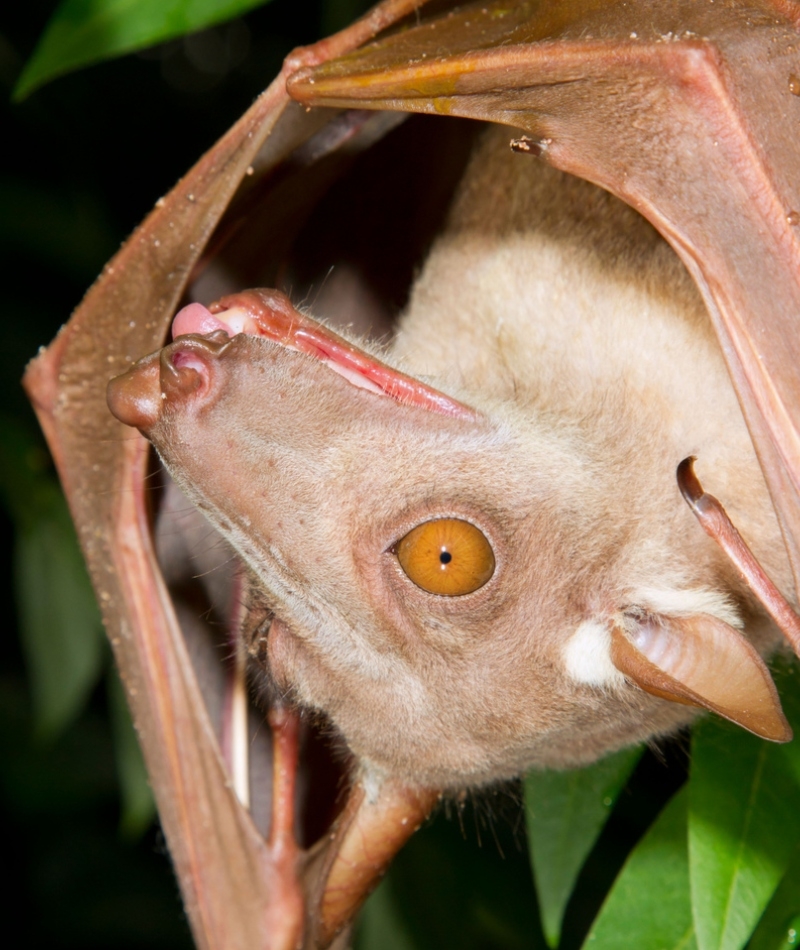 Murciélago cabeza de martillo | Alamy Stock Photo