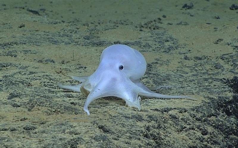 Pulpo Casper | Alamy Stock Photo