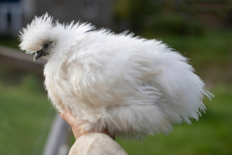 Gallina sedosa | Shutterstock