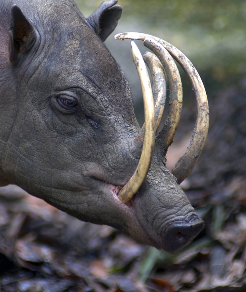 Babirusa | Shutterstock