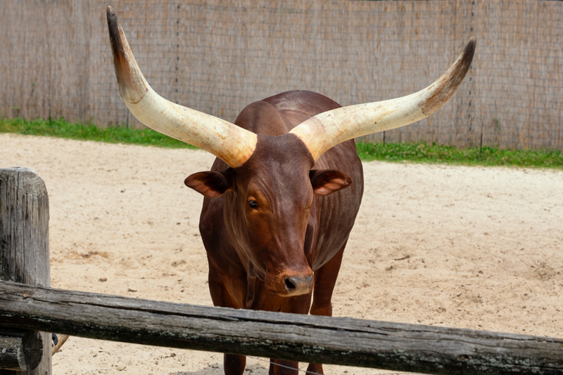 Toro Ankole-Watusi | Shutterstock