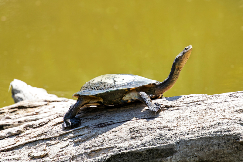 Tortuga cuello de serpiente australiana | Shutterstock