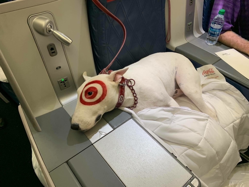 El perro de Target | Reddit.com/rawrimkat1017