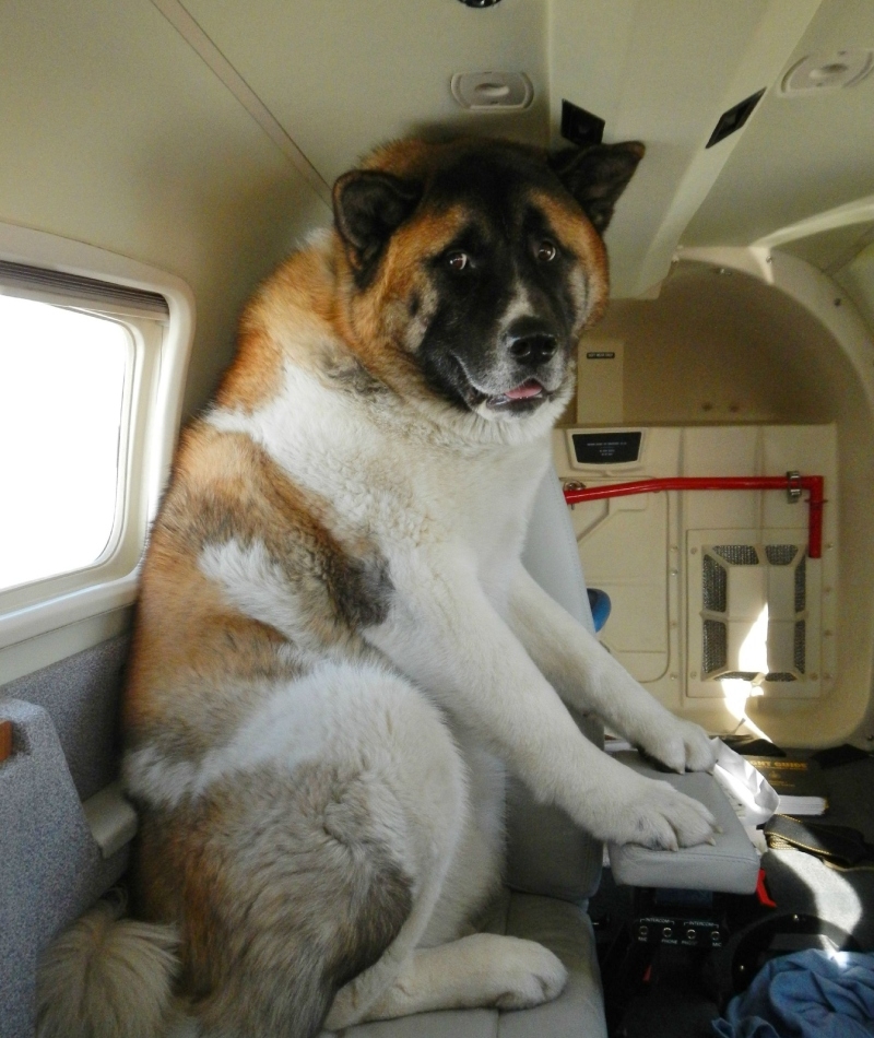 El primer vuelo de Rocky | Imgur.com/O848Mlb