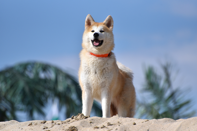 Akita | Biser Yanev/Shutterstock 