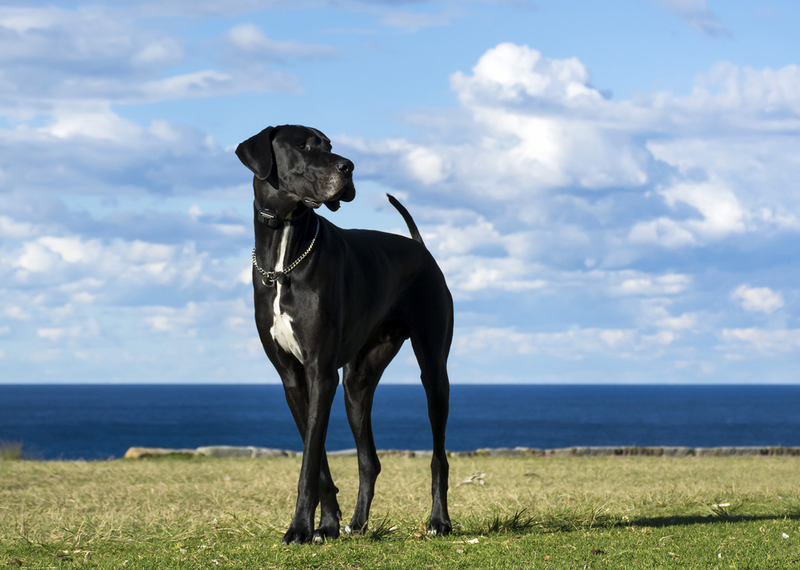 Dogue alemão | RugliG/Shutterstock