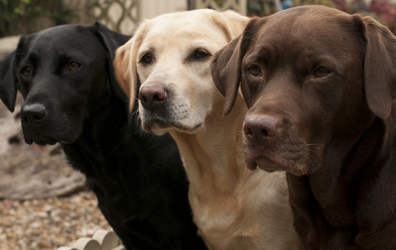 Labrador | claire norman/Shutterstock