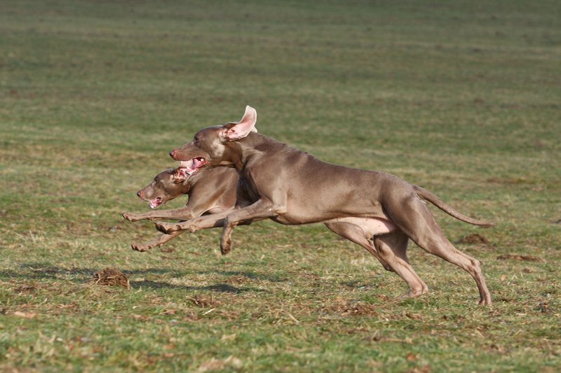 Weimaraner | Alamy Stock Photo by Tierfotoagentur/J. Hutfluss