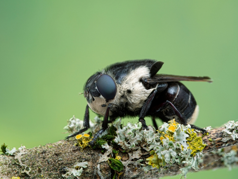 Moscardón o éstridos | Shutterstock