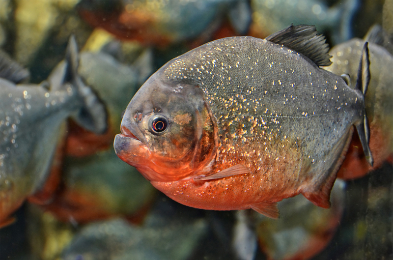 Piraña de vientre rojo o Coicoa | Shutterstock