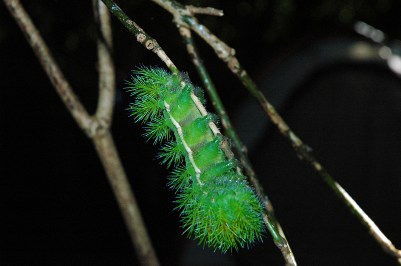 Lonomia o Taturana | Shutterstock