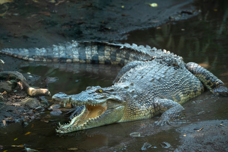 Cocodrilo de agua salada | Shutterstock