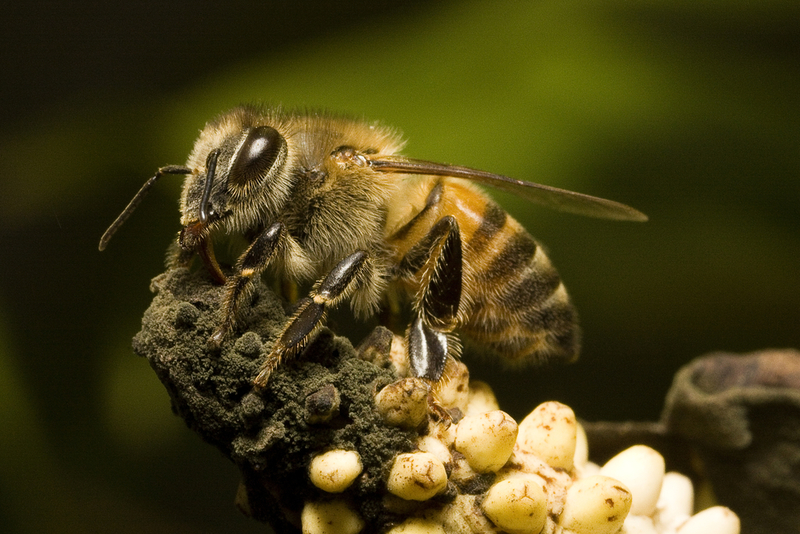 Abeja africanizada (Abejas asesinas) | Shutterstock