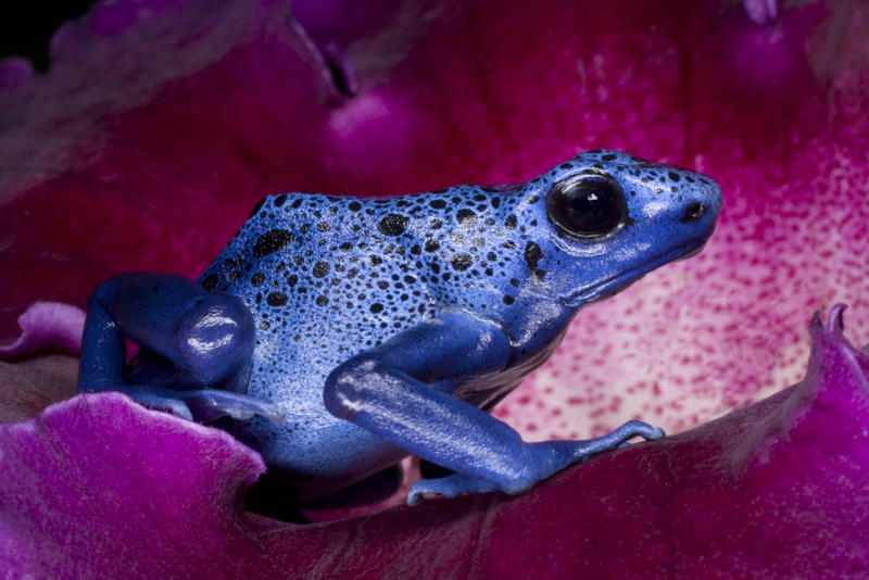 Rana dardo venenosa | Getty Images Photo by Jim Zuckerman