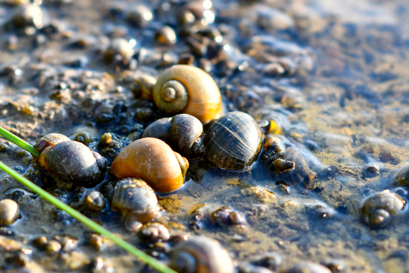 Caracoles de agua dulce | Alamy Stock Photo by mustbeyou 