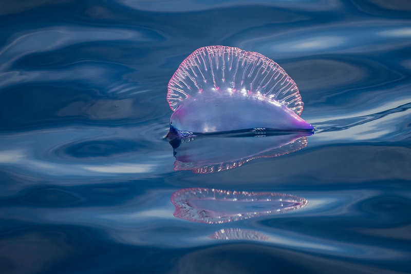 Carabela portuguesa | Shutterstock