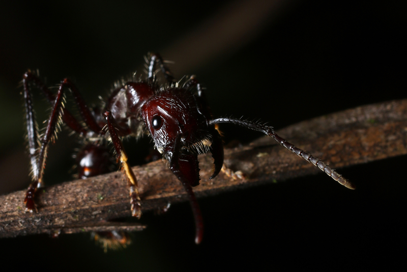 Hormiga bala o tocantera | Shutterstock