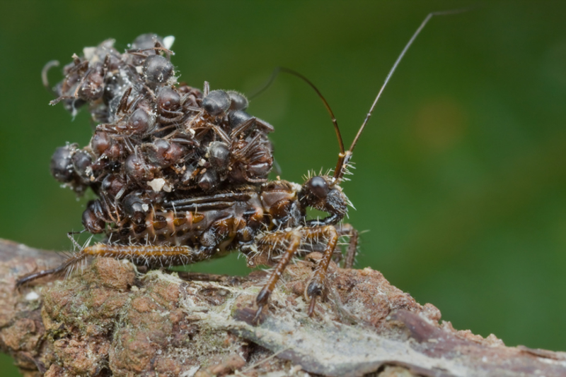 Chinche asesina | Getty Images Photo by up close with nature