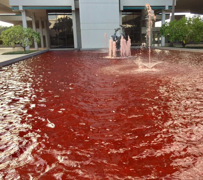 Une piscine ensanglantée | Reddit.com/BoeJenjamin