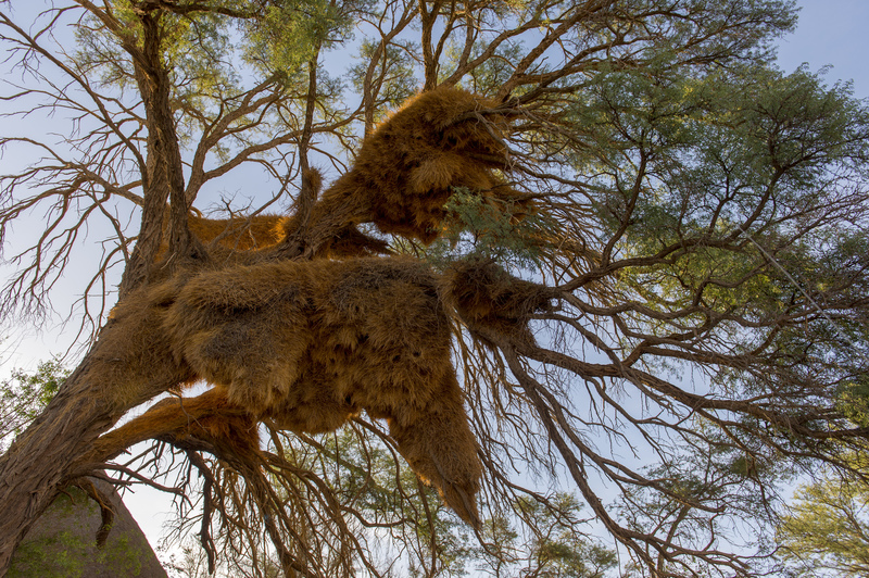 RIESENVOGELNEST | Getty Images Photo by Wolfgang Kaehler/LightRocket