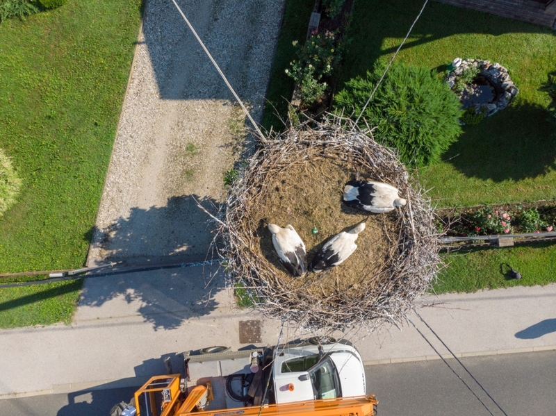 VOGELNEST AUS DER VOGELPERSPEKTIVE | Alamy Stock Photo by Goran Šafarek 