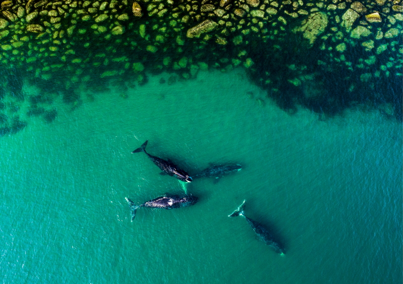 EINE FAMILIE VON KILLERWALEN | Getty Images Photo by Yuri Smityuk