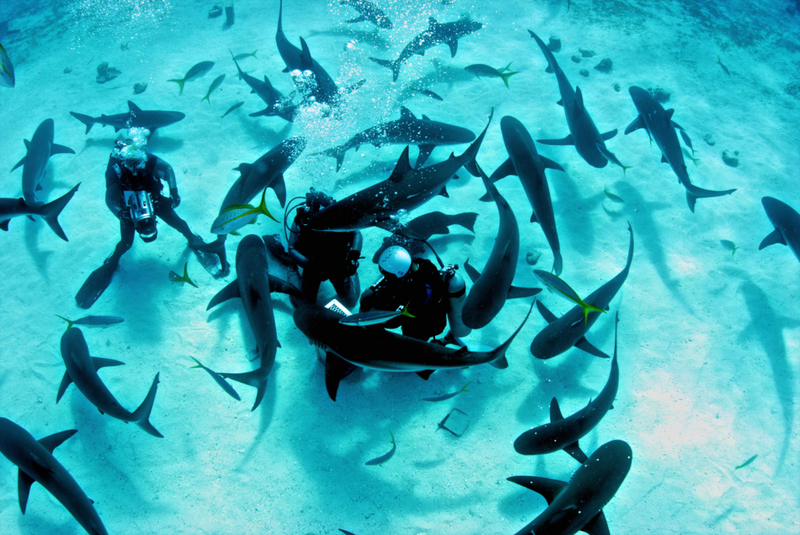 MIT DEN HAIEN SCHWIMMEN | Alamy Stock Photo by Amanda Nicholls/Stocktrek Images