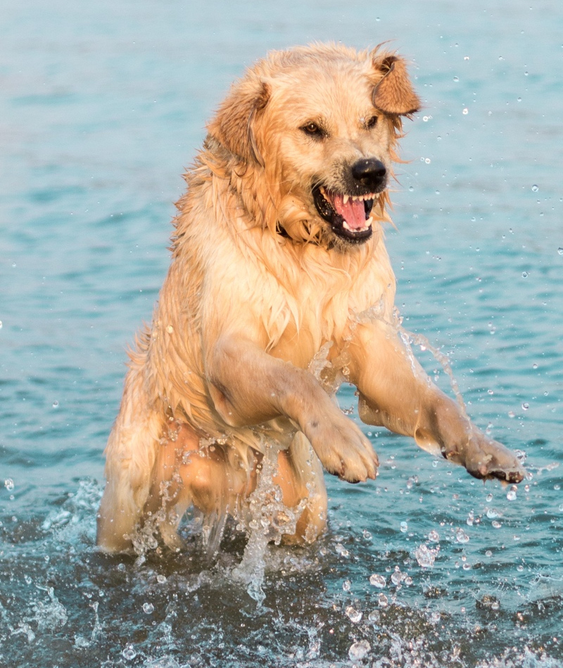 WENN HUNDE ANGRIFFEN | Shutterstock Photo by Zivica Kerkez